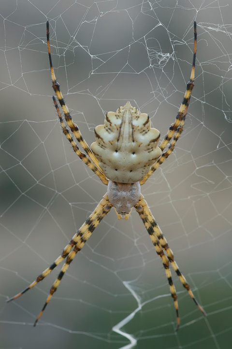 Argiope lobata